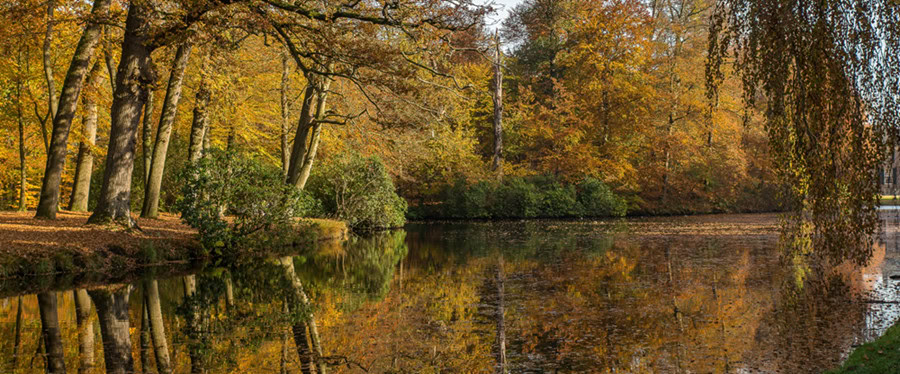 Amsterdamse bos